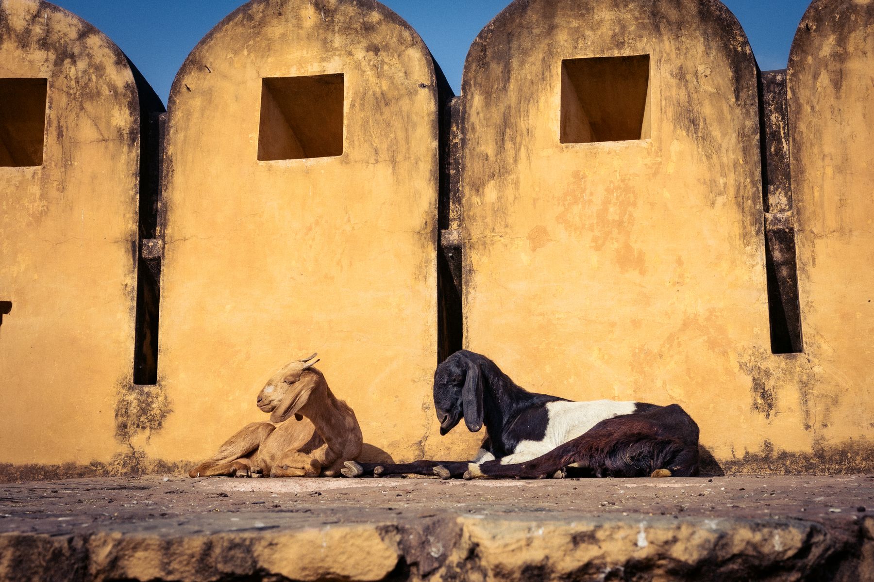 Two Goats Resting Against Ochre Wall
